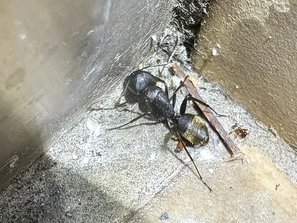 クロアリの一例：愛知県で撮影されたクロオオアリ（Camponotus japonicus）の写真