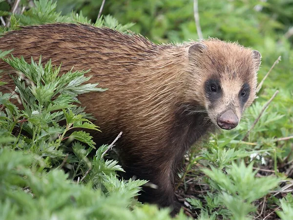 アナグマの一例：伊吹山で撮影されたニホンアナグマ（Meles anakuma）の写真