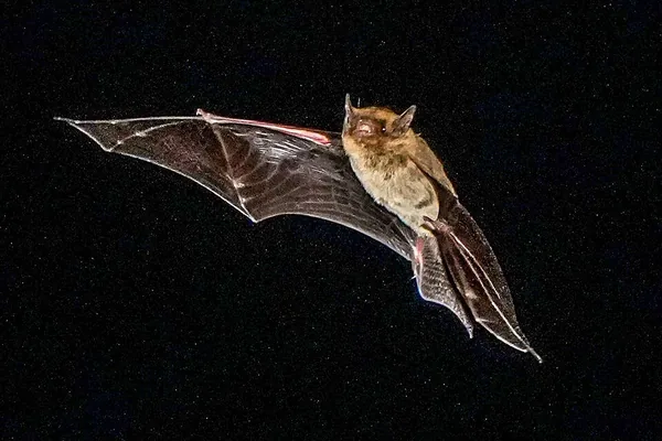 コウモリの一例：飛翔中のアブラコウモリ（Pipistrellus abramus）の写真