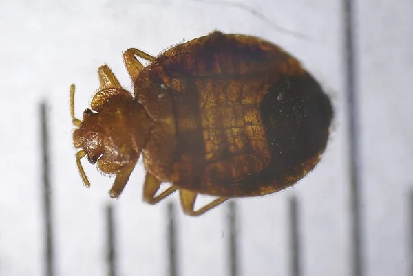 トコジラミ（Cimex lectularius）の背面を拡大した写真。背景はミリメートル目盛り