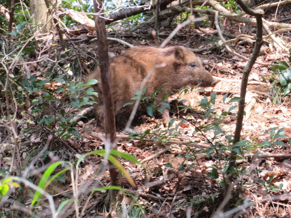 日本で撮影された森林内のニホンイノシシ（Sus scrofa leucomystax）の写真