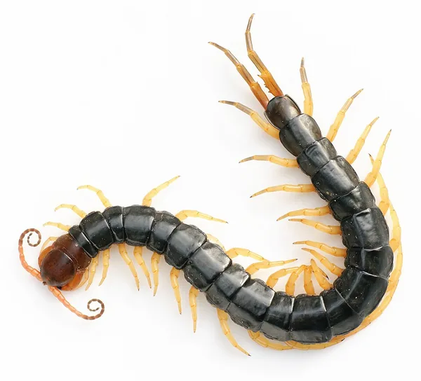 ムカデの一例：トビズムカデ（原典表記 Scolopendra subspinipes mutilans）の写真