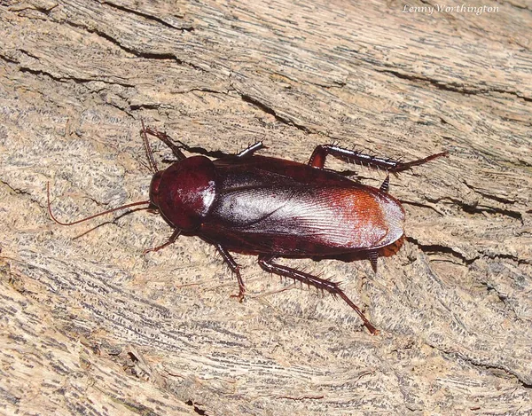 ゴキブリの一例：クロゴキブリ（Periplaneta fuliginosa）の写真