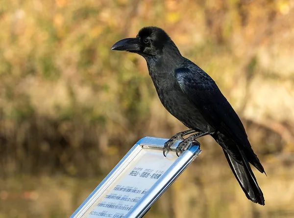 カラスの一例：大阪で撮影されたハシブトガラス（Corvus macrorhynchos）の写真