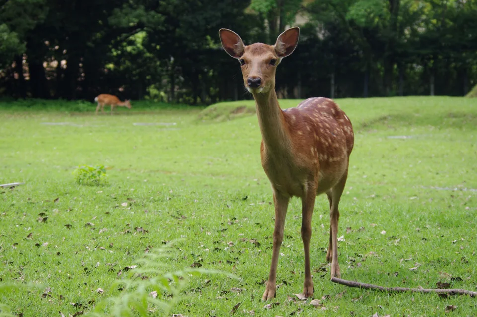 奈良で撮影された草地に立つニホンジカ（Cervus nippon）の写真