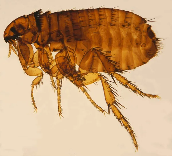 ノミの一例：ネコノミ（Ctenocephalides felis）の雌の標本を拡大した写真