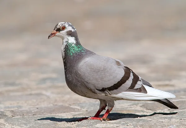 ハトの一例：地面に立つドバト（Columba livia）の写真
