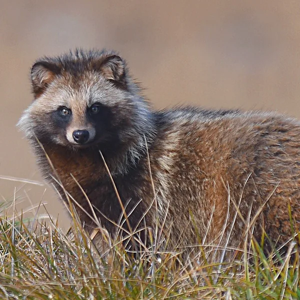 タヌキの一例：ホンドタヌキ（Nyctereutes viverrinus）の写真