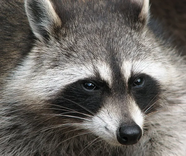 アライグマ（Procyon lotor）の顔を写した写真