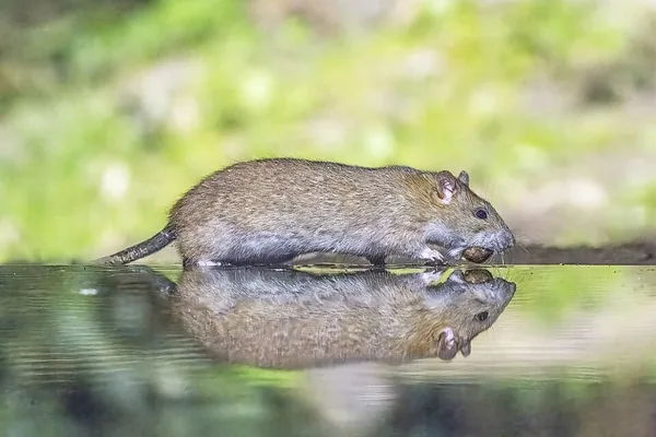 ネズミの一例：水辺にいるドブネズミ（Rattus norvegicus）の写真