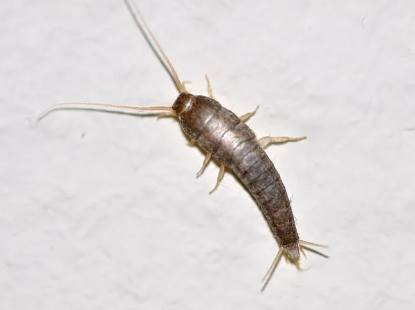 シミ類の一例：セイヨウシミ（Lepisma saccharina）の写真