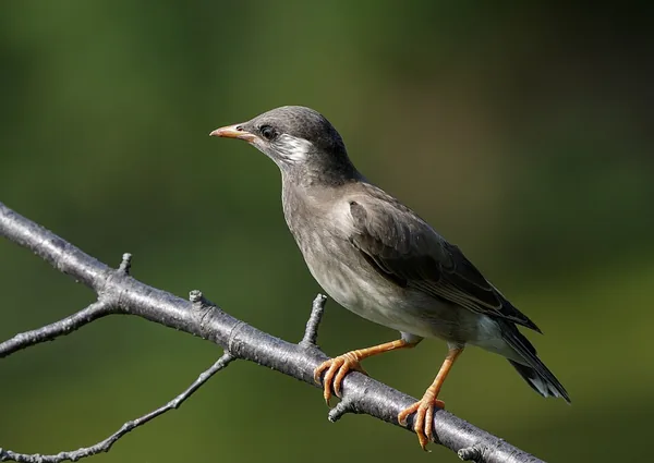 大阪の天王寺公園で撮影されたムクドリ（Spodiopsar cineraceus）の写真