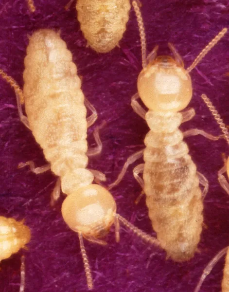 シロアリの一例：イエシロアリ（Coptotermes formosanus）の働きアリ2匹を拡大した写真