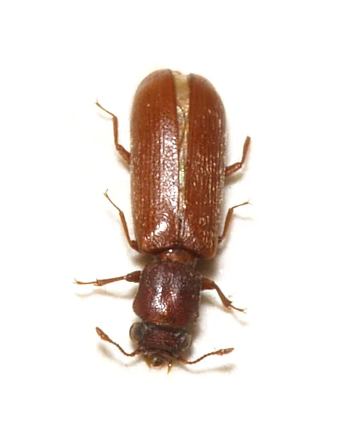 ヒラタキクイムシ（Lyctus brunneus）の成虫を拡大した写真
